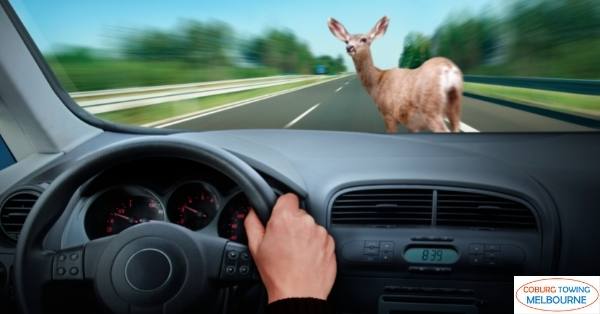 10 Tips to Avoid Car Collisions with Wildlife
